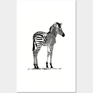 Charming Zebra Foal | African Wildlife Posters and Art